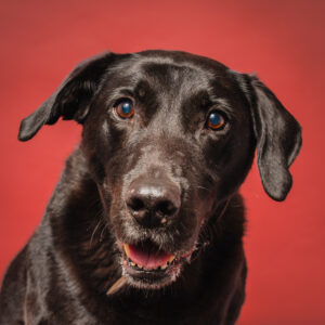 a brown lab dog looking at the camera with a red backdround